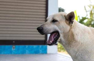 un perro tailandés blanco con la boca abierta cerca de la puerta de metal. foto