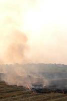 Smoke from burning rice straw in the field. photo