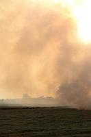 Many smoke from burning stubble. photo