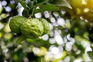 Three bergamot with blurred bokeh leaf. photo