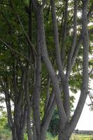 View of rows of neem stems. photo