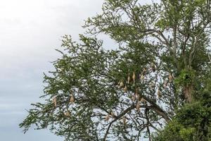 Skylark nests with many tamarind tree branches. photo