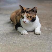 Black and white cat lying on the concrete floor. photo