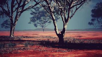 albero di acacia nella savana africana video