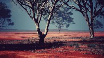 paisagem de savana africana com árvores de acácia video