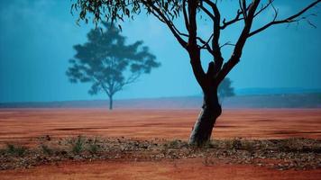 paisaje de sabana africana con árboles de acacia video