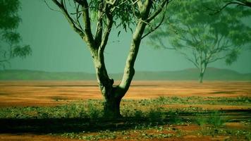 árvores do deserto nas planícies da África sob céu claro e piso seco video