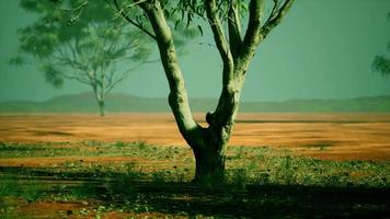 árbol de acacia en la sabana africana video