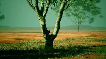 paisagem de savana africana com árvores de acácia video