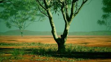 acacia triis in afrikaans landschap video