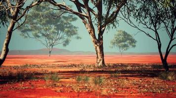 árvores do deserto nas planícies da África sob céu claro e piso seco video