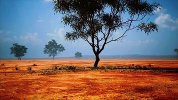 woestijnbomen in vlaktes van afrika onder heldere hemel en droge vloer video