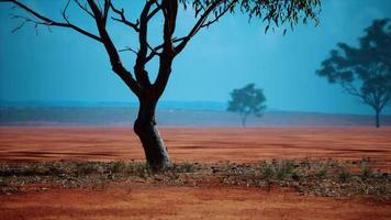 acacia triis en el paisaje africano video