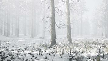 mystischer Winterwald mit Schnee und Sonnenstrahlen, die durch Bäume kommen
