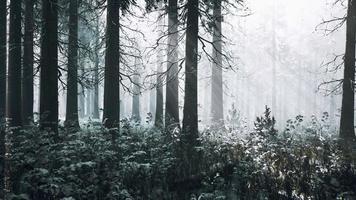 mystischer Winterwald mit Schnee und Sonnenstrahlen, die durch Bäume kommen