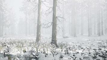 Bäume im nebligen Winterwald frostig und neblig video