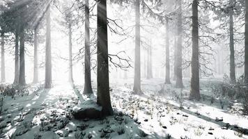 Trees in misty winter forest frosty and foggy video
