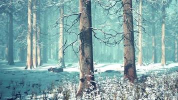 mystisk vinterskog med snö och solstrålar som kommer genom träd video