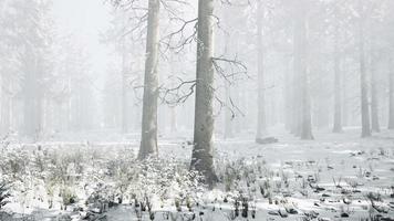 forêt magique de décembre avec la lumière des rayons du soleil video