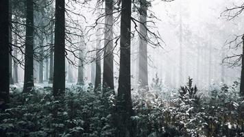 mist in het bos op een koude winter bewolkte dag met eerste sneeuw video