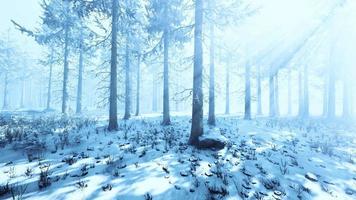 mystiek winterbos met sneeuw en zonnestralen die door bomen komen video