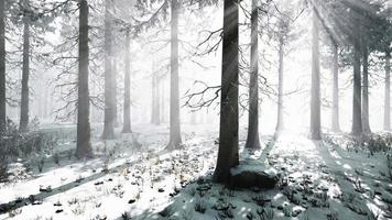 floresta de inverno mística com raios de sol e neve passando por árvores