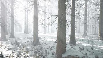 mystical winter forest with snow and sun rays coming through trees video