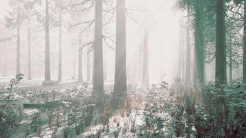 nebbia nella foresta in una fredda giornata nuvolosa invernale con la prima neve video