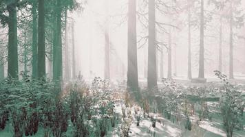 Bäume im nebligen Winterwald frostig und neblig video