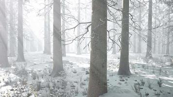 niebla en el bosque en un frío día nublado de invierno con la primera nevada