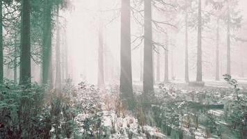 forêt magique de décembre avec la lumière des rayons du soleil video