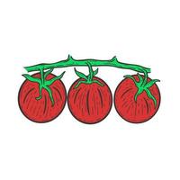 Three red tomatoes on branch isolated vector illustration