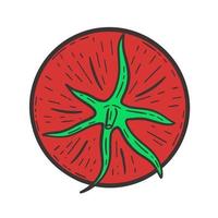 tomate rojo solo maduro. grabado vegetal a mano vector