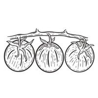 Tomatoes on branch hand drawn engraving isolated vector illustration