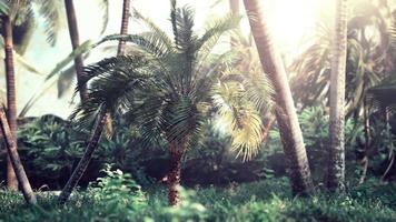 lumière du soleil dans la forêt tropicale video