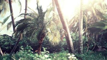 fondo de rama de árbol de hojas de palma natural video