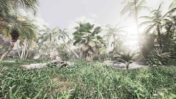 fondo de rama de árbol de hojas de palma natural video