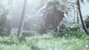 bakgrund av naturliga palmblad trädgren video