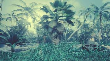 Creative tropical green leaves Nature spring concept video