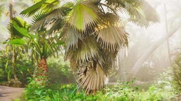 Creative tropical green leaves Nature spring concept video