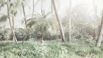 lumière du soleil dans la forêt tropicale video