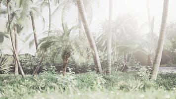 fundo de galho de árvore de folhas de palmeira natural video