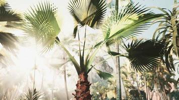 fundo de galho de árvore de folhas de palmeira natural video