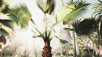 luz del sol en la selva tropical video
