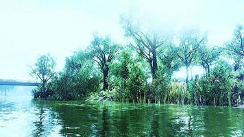 Summer green forest pond landscape video