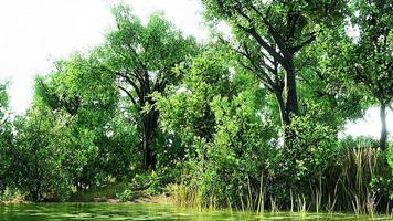 Summer green forest pond landscape video