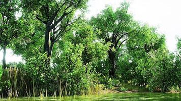 Green lawn in city park with swamp under sunny light video