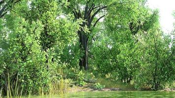 prato verde nel parco cittadino con palude sotto la luce del sole video