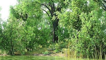 paysage d'étang de forêt verte d'été video