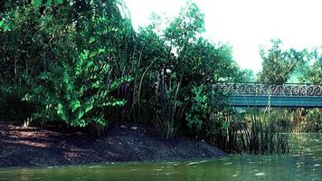 Summer green forest pond landscape video